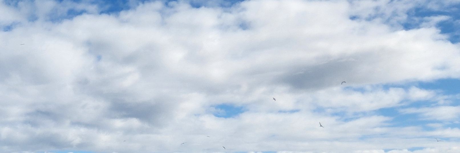 Sustainable Earth Advocacy banner