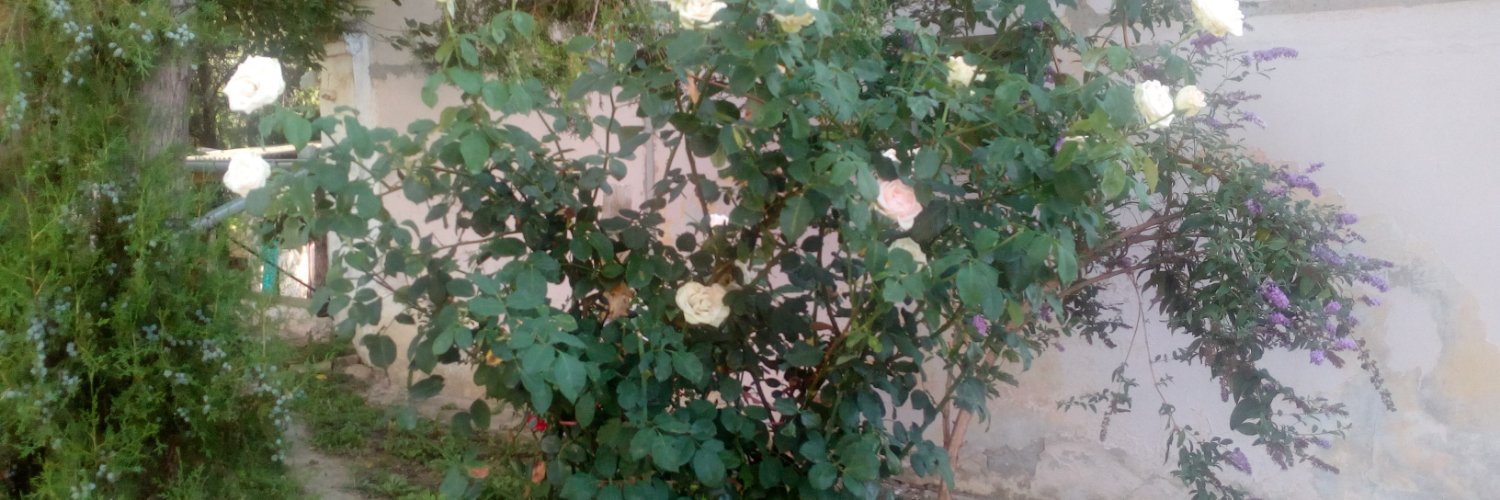 aivana65's profile banner image