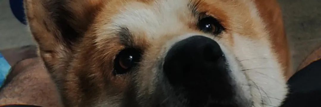 jaaooga's profile banner image