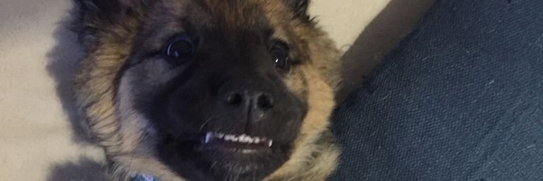 JackF1 banner