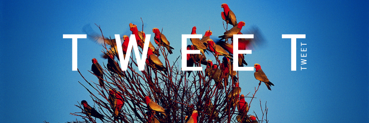 Carmen Miller banner