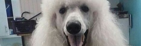bingleysmama's profile banner image