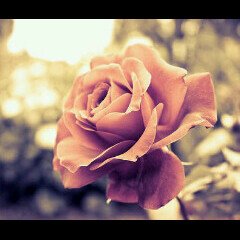 asmaa2_A's profile banner image