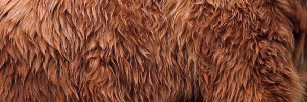 VetInvestigator Profile Banner