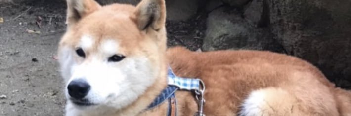 rakimarupappara's profile banner image