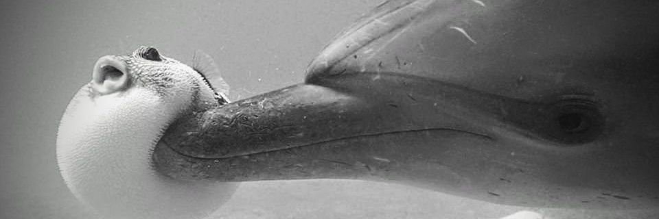 greengreybe's profile banner image