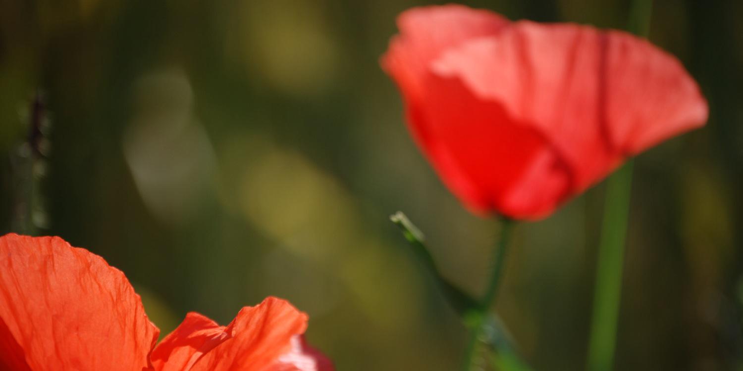 5_annable's profile banner image