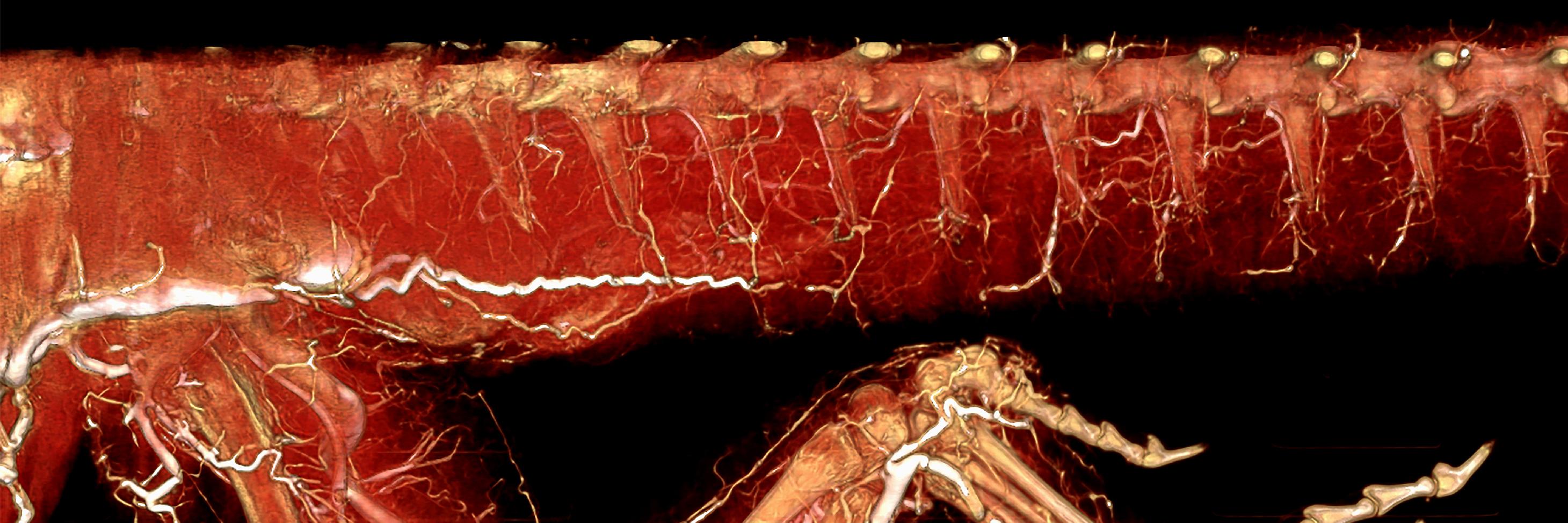 ScarletImaging's profile banner image