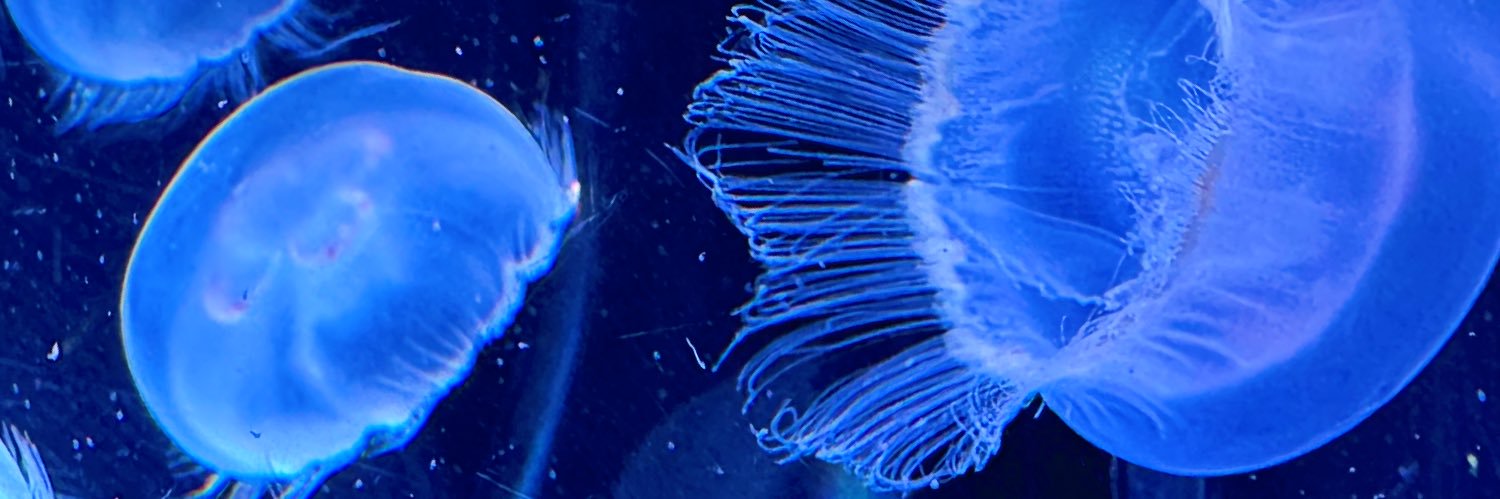 海月 banner