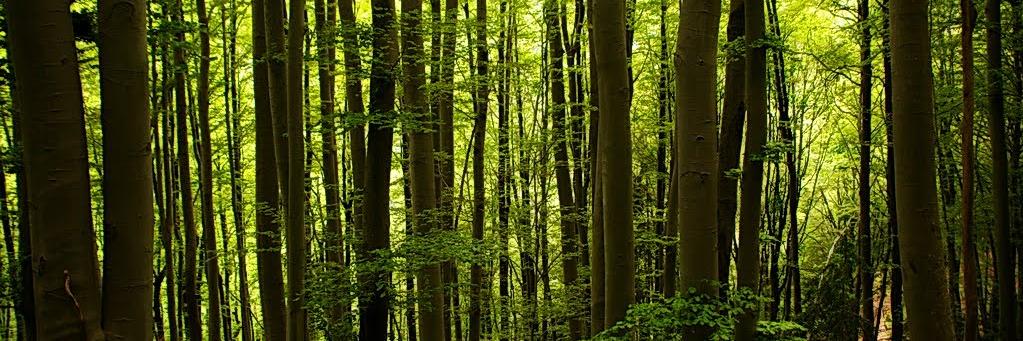 Mandela Butterfly 🦋 banner