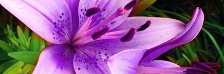 CEDESaintROCKN's profile banner image