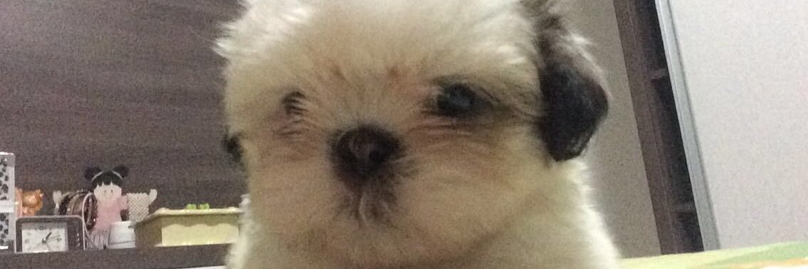 irmaoduds's profile banner image
