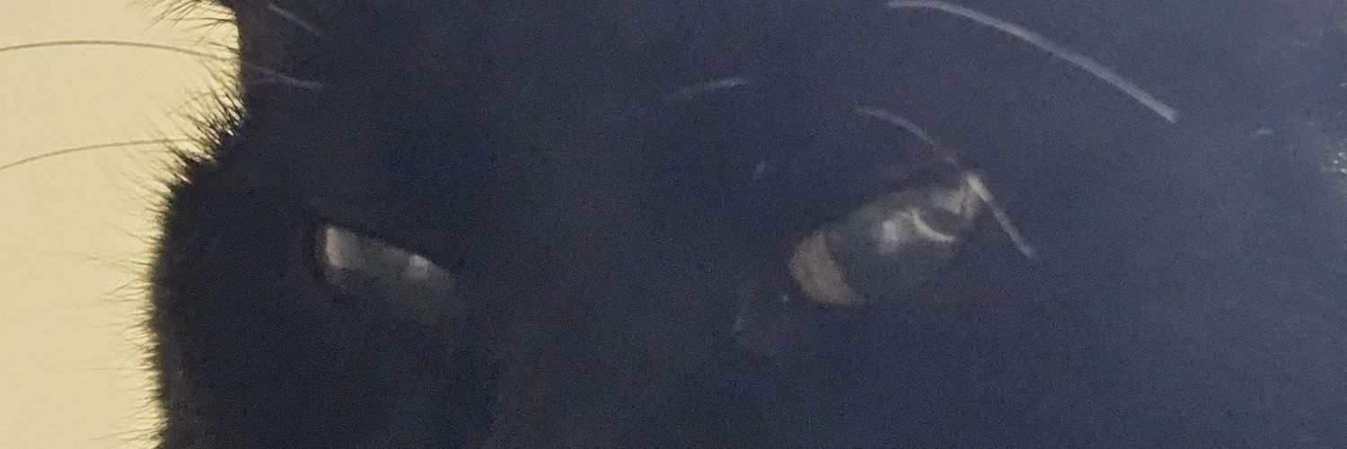 Meredith_16's profile banner image