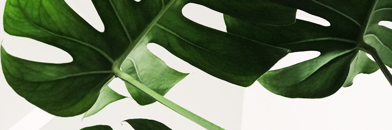 staceae's profile banner image