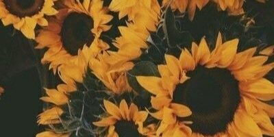 Kitt_Katt03's profile banner image