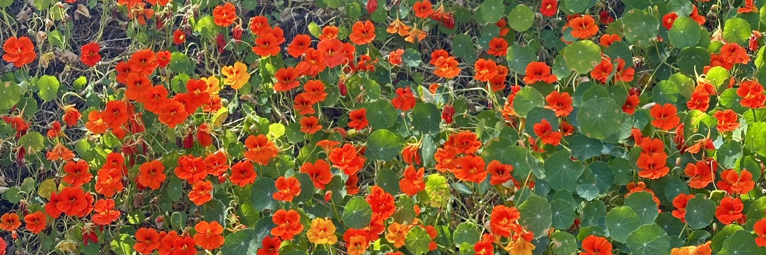 maui kai🧚🏽‍♀️🍀 banner