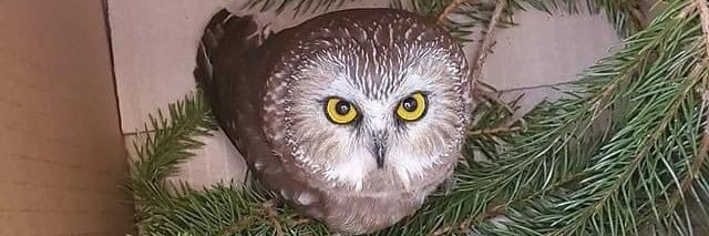 Ashley Wolfgang banner