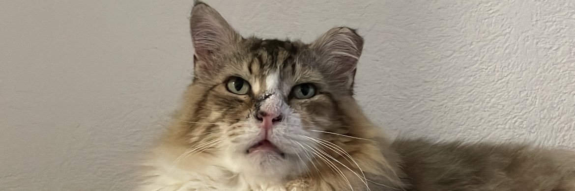 GrWilfried's profile banner image