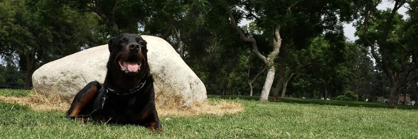 Rimvrson's profile banner image