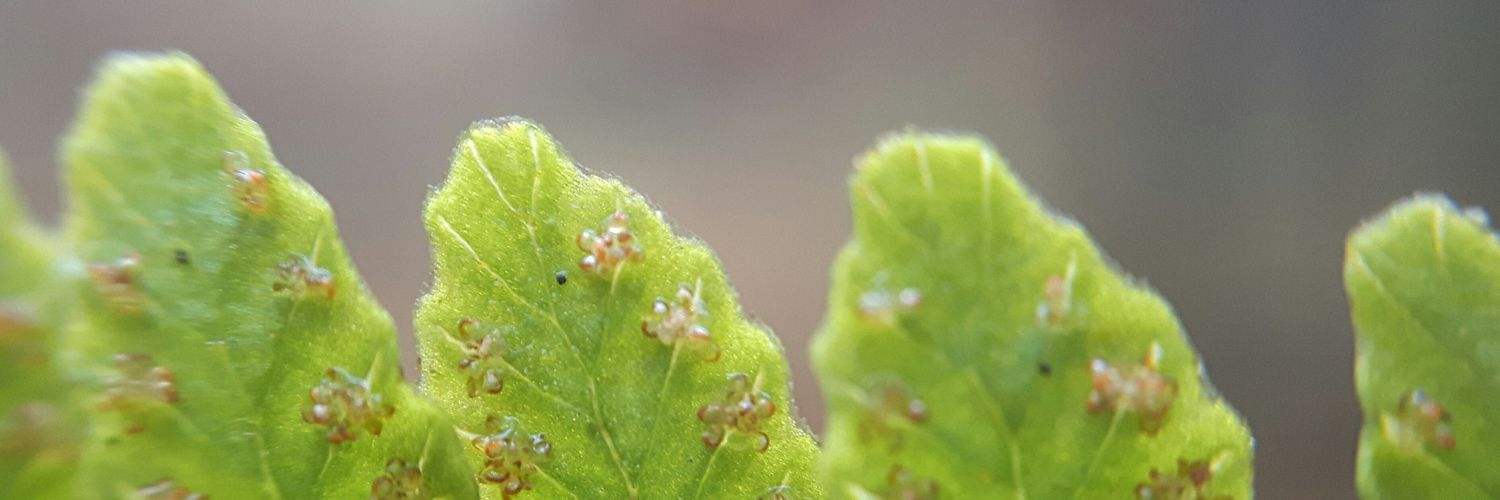 Natuur in Dalfsen banner