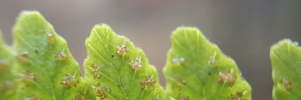 BiodiversiteitD Profile Banner