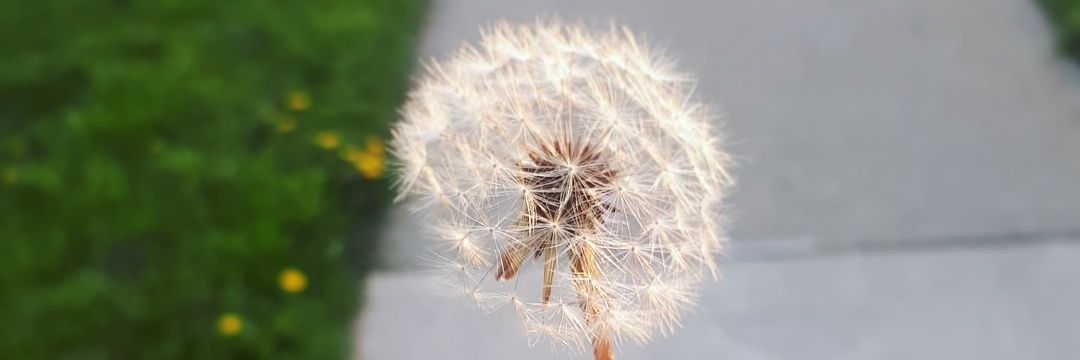 joya_x19's profile banner image