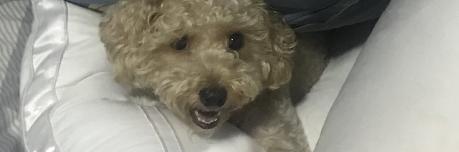 tvinxi's profile banner image