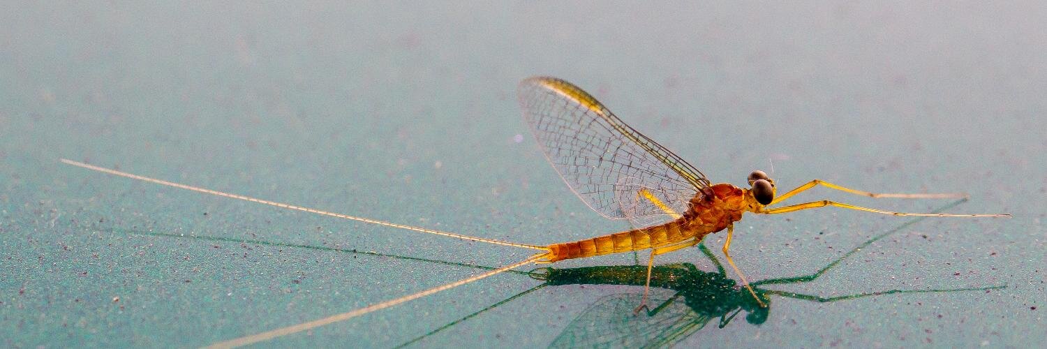 Monnow Rivers banner