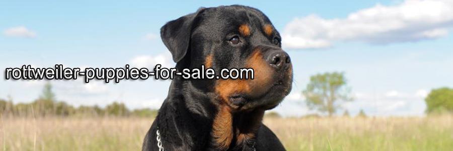 rottweiler puppies banner