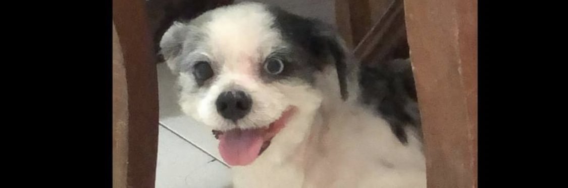 trickybettina's profile banner image