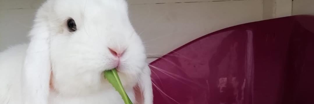 RabbitRescue1's profile banner image