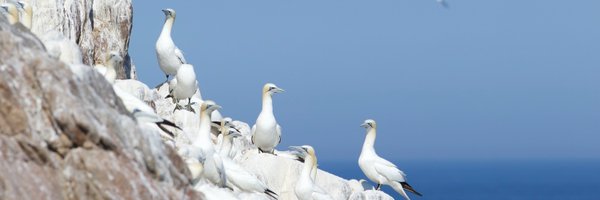 GannetGuy Profile Banner