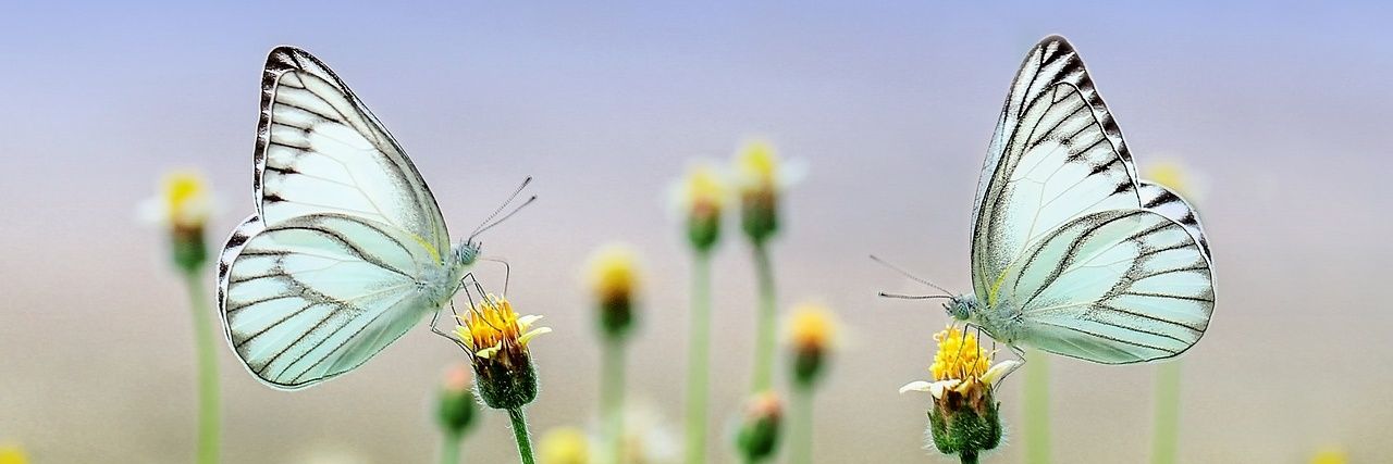 kolseeds's profile banner image