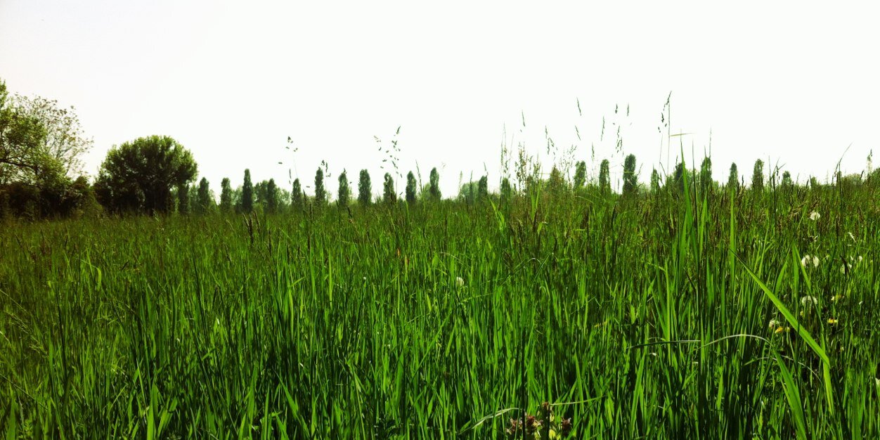 ecopiteco's profile banner image