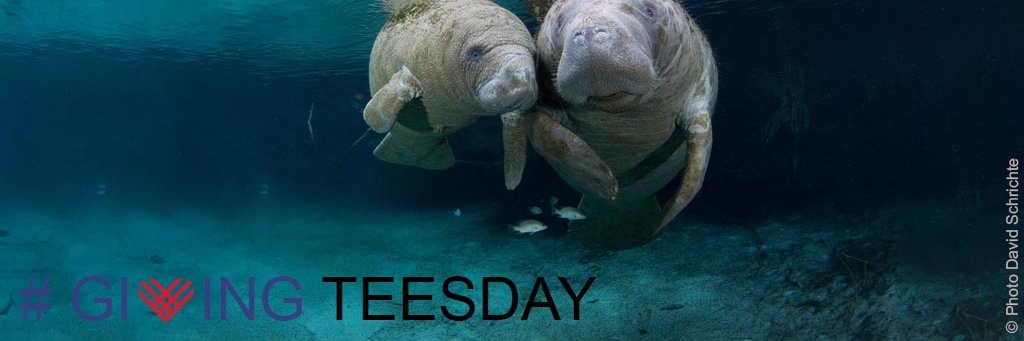 happy__manatee's profile banner image