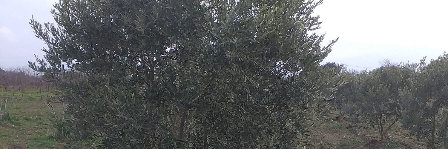 ceokuyor's profile banner image
