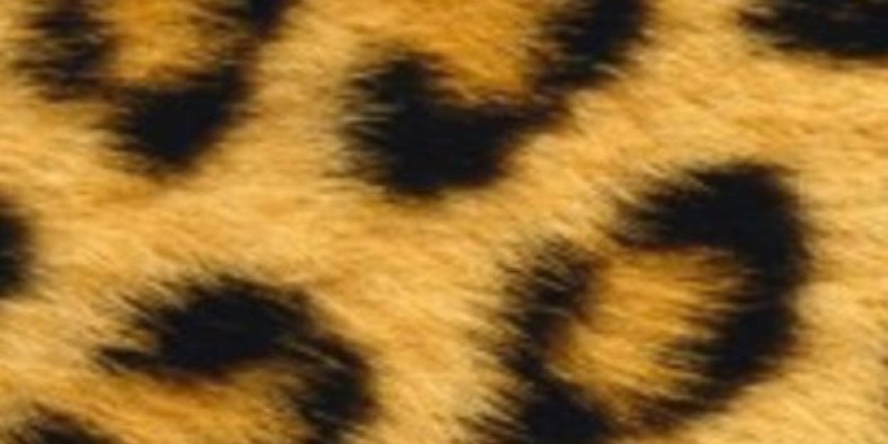 HelenRogerio's profile banner image