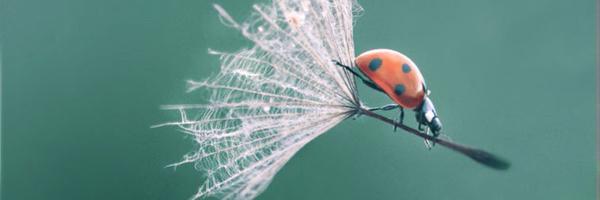 emocarski Profile Banner