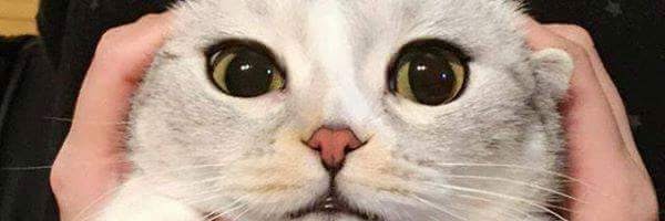 miautara's profile banner image
