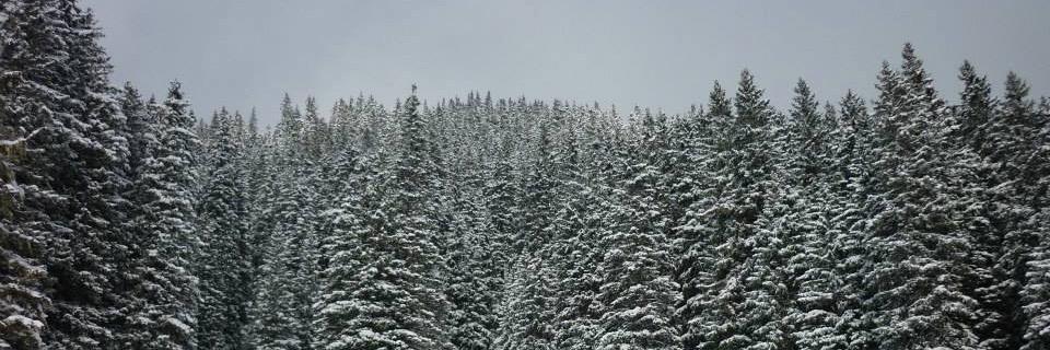 Dr Madeleine Strach banner