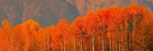 bartley_rita's profile banner image