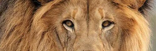 PiercenMeier's profile banner image