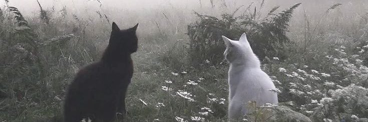 moodyqt_'s profile banner image