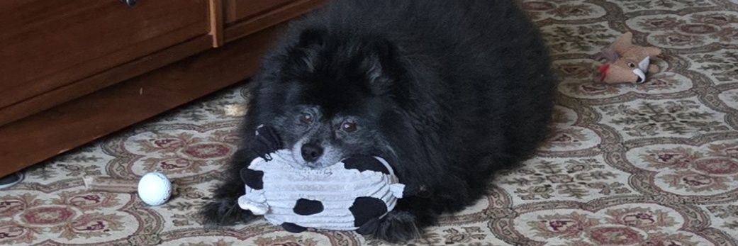 mipommom's profile banner image