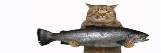 Mussfair's profile banner image