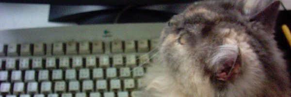 witchcatswild's profile banner image