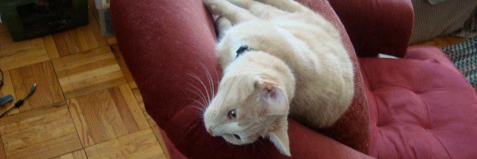 Christina Heiser banner