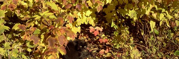 m_tomara Profile Banner