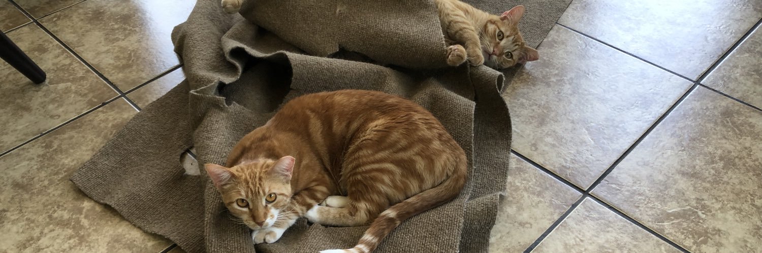TheDancingCatSJ's profile banner image