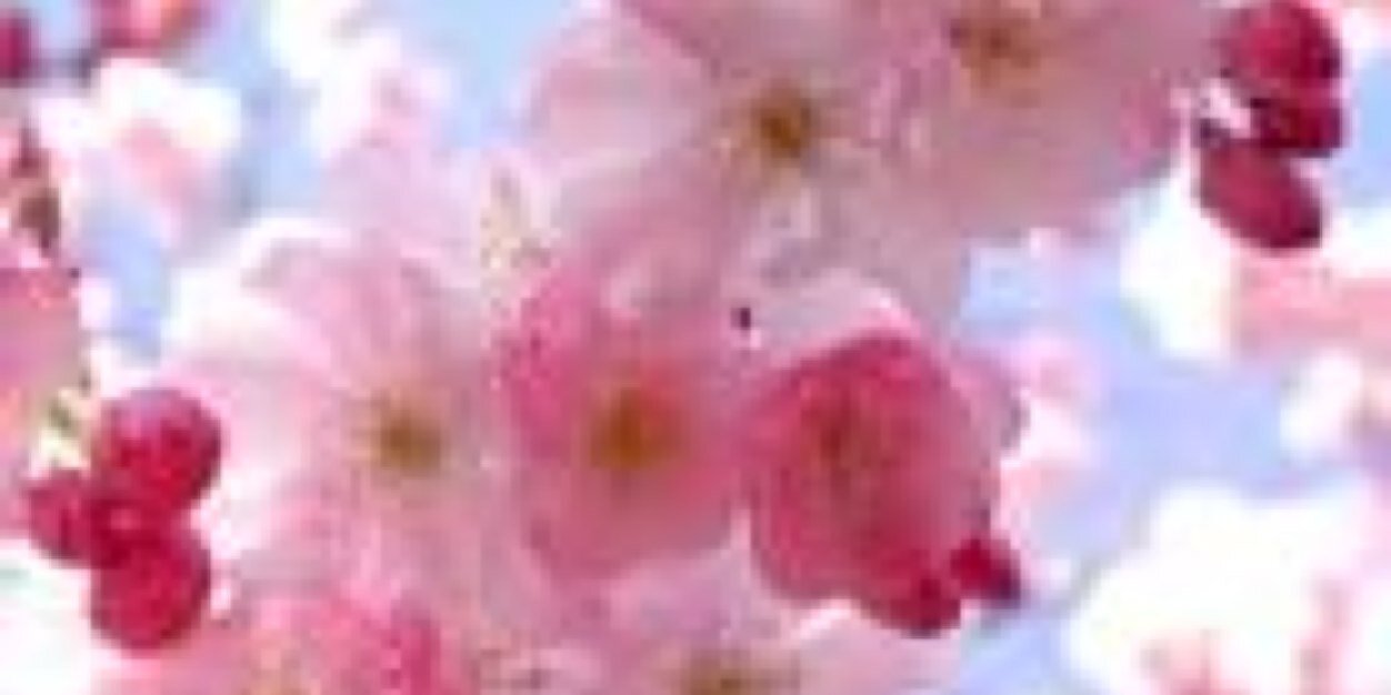 lizoup's profile banner image